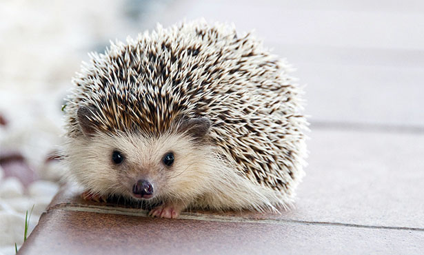 7. Hedgehog