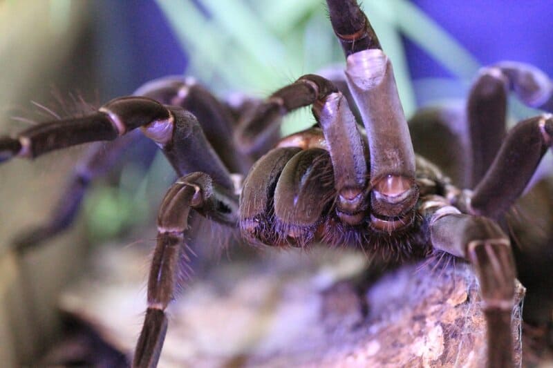 9. Tarantula