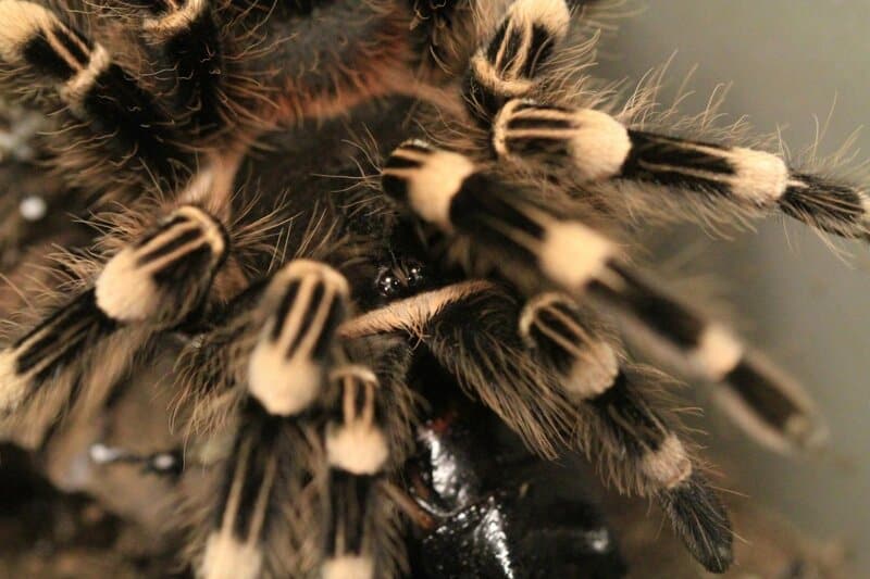 12. Tarantula