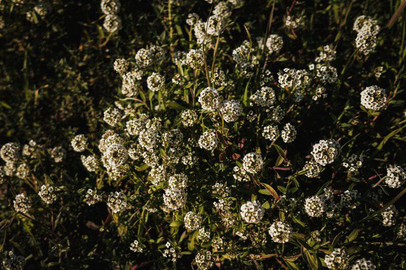 14. Alyssum