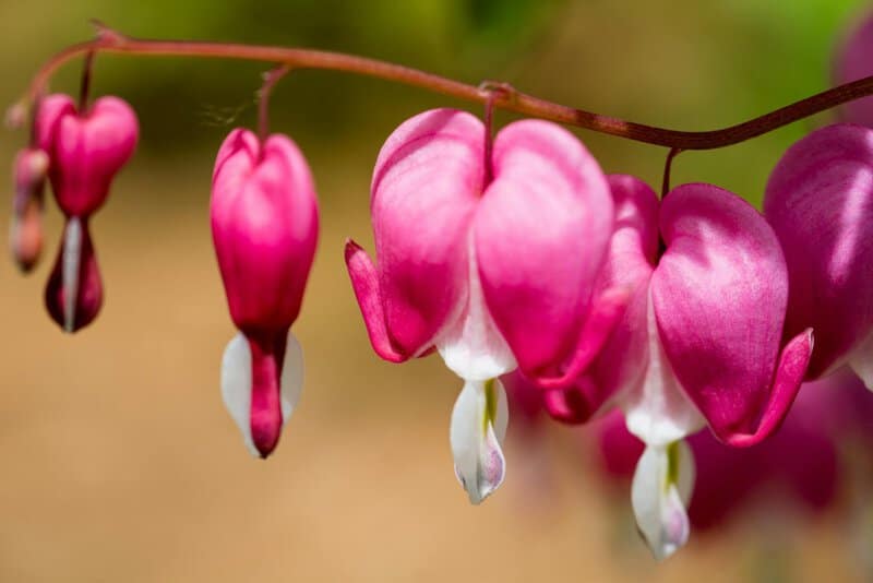 8. Bleeding Heart