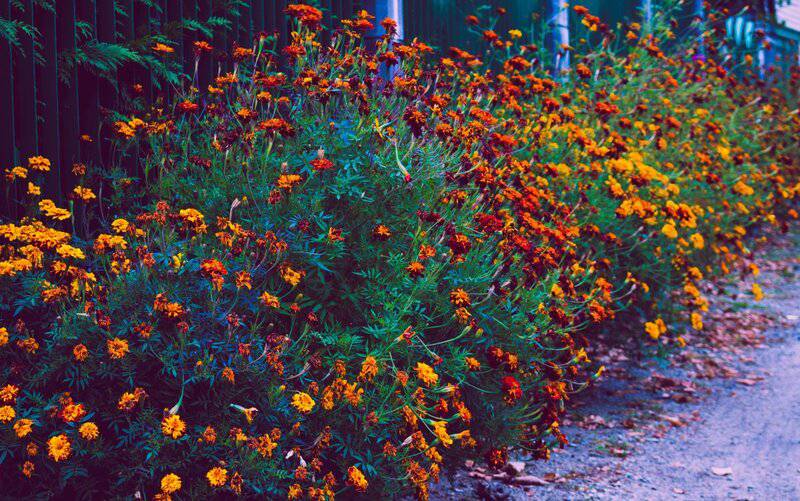 2. Marigolds