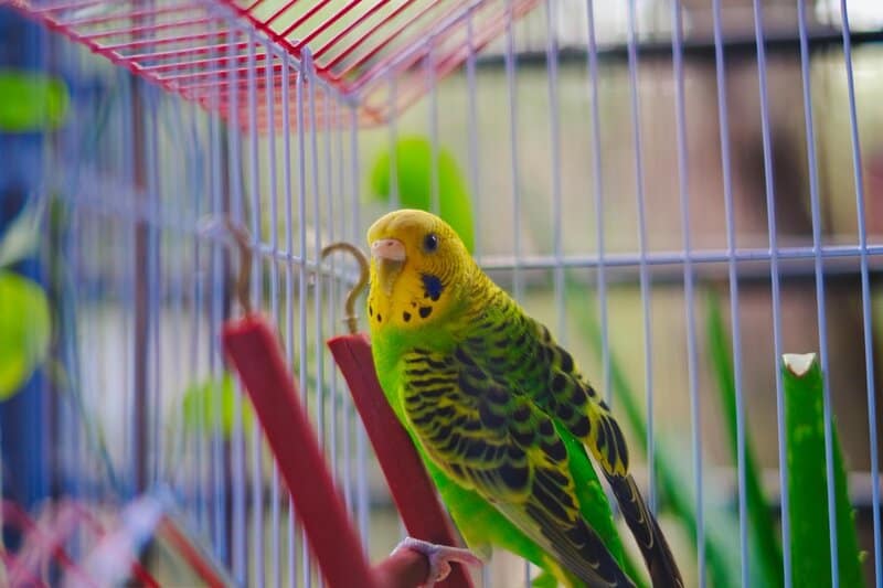 10. Budgerigar (Budgie)