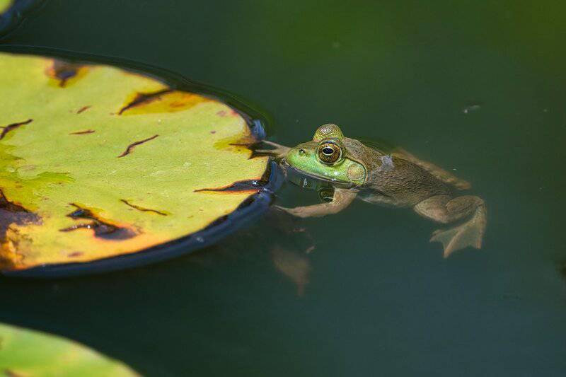 17. African Dwarf Frog