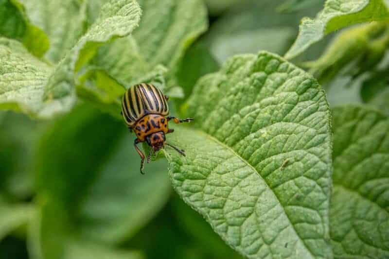 Control Pests Naturally