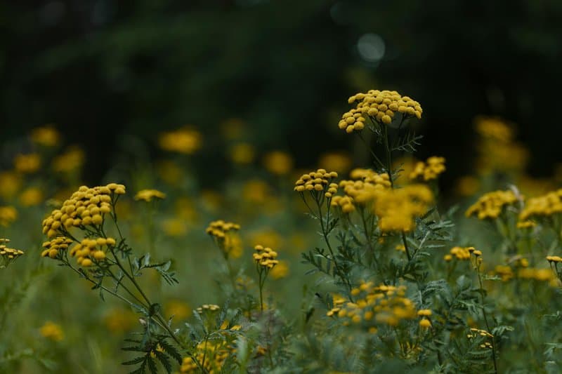 29. Tansy