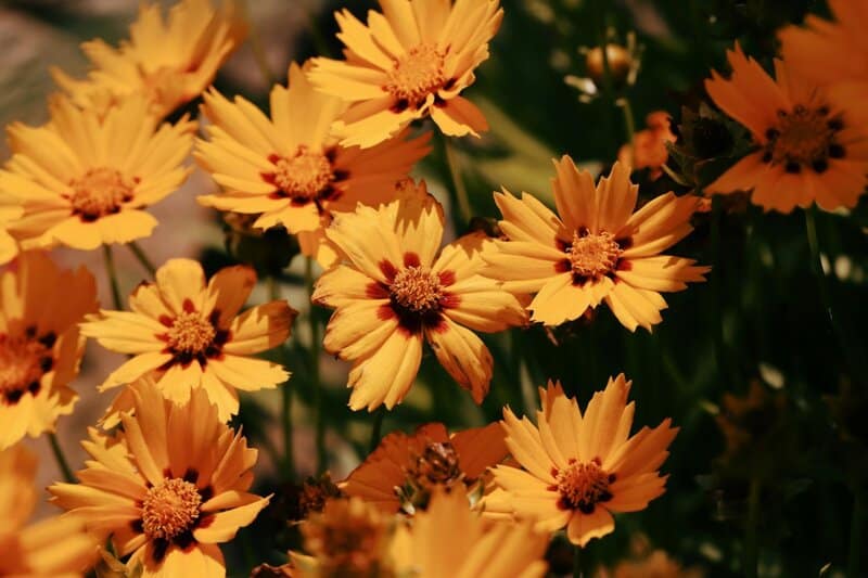23. Coreopsis