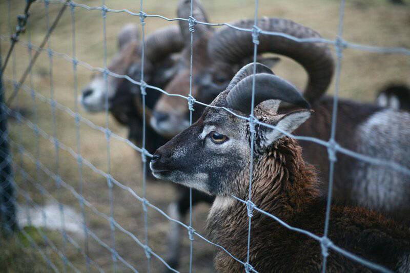 20 Wild Animals That Can Be Domesticated (and 5 That Never Should Be)