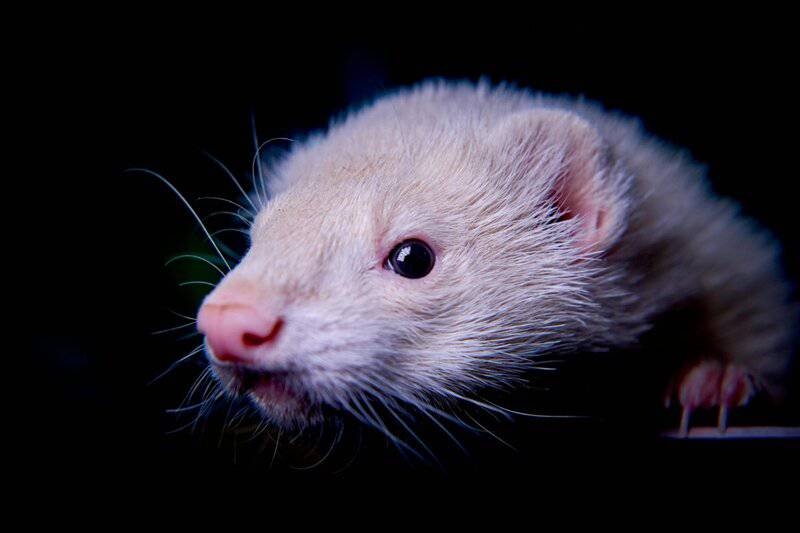 18. Ferret