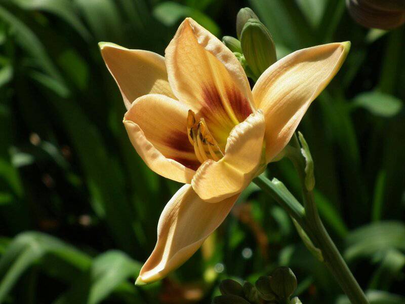 1. Daylily