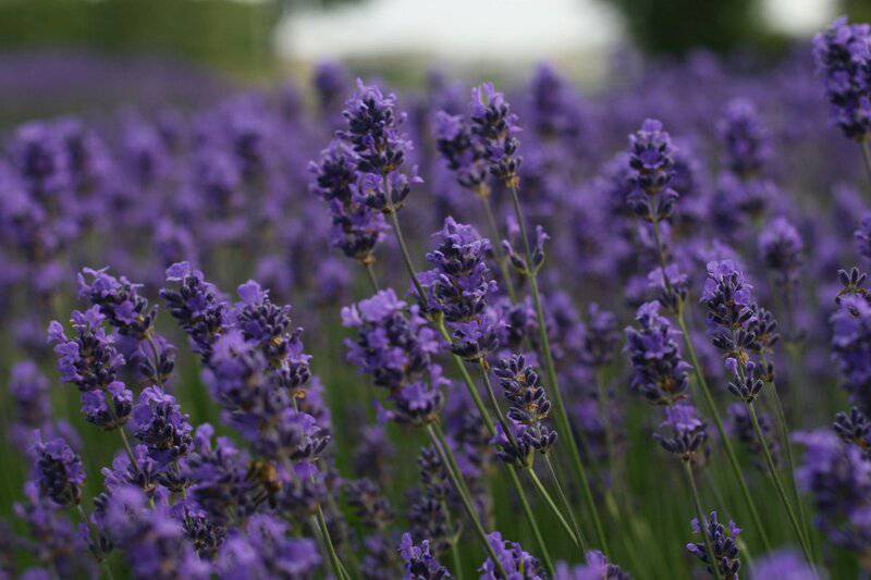 1. Lavender