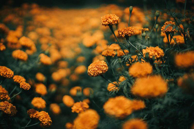 1. Marigold