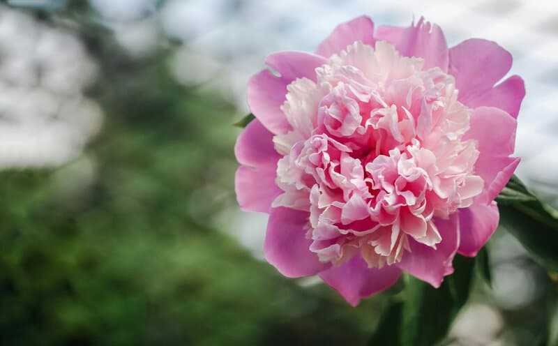 8. Peony