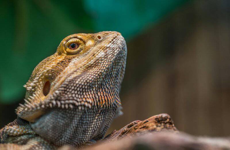 16. Bearded Dragon