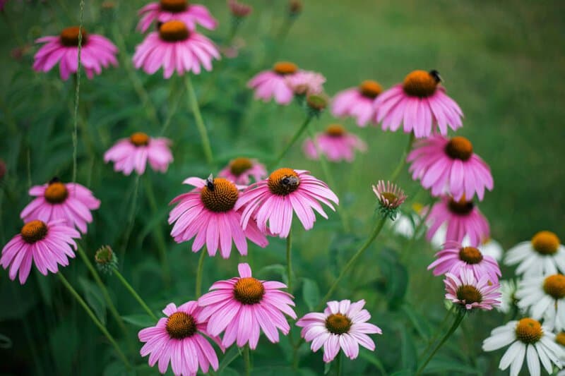 4. Coneflower