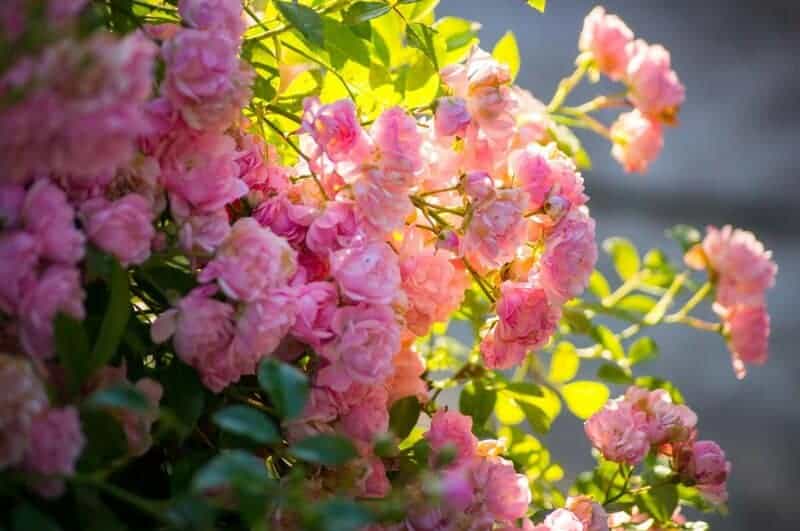 This Flowering Shrub Will Give Your Home an INSTANT Summer Glow-Up