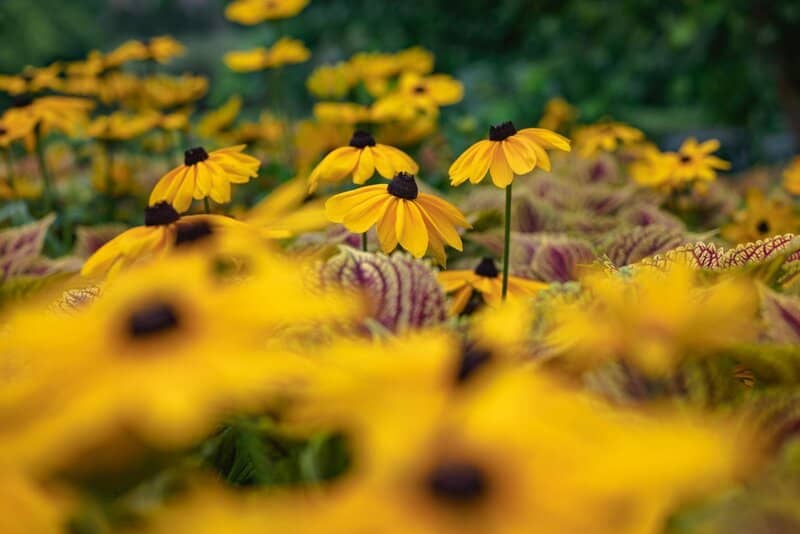 7. Black-eyed Susan
