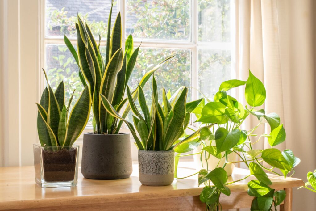 Potted Snake Plants Inside A Beautiful New Flat Or Royalty Free Image 1680644788