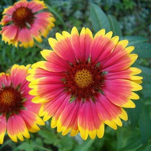 18. Blanket Flower