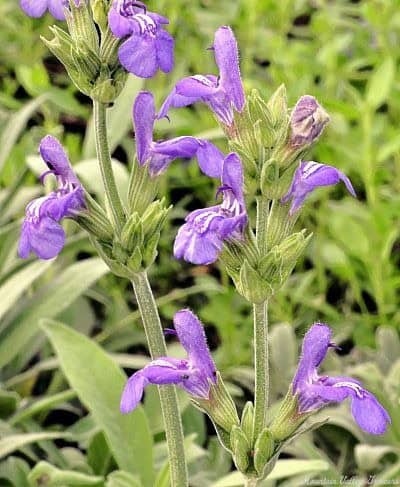 12. Russian Sage