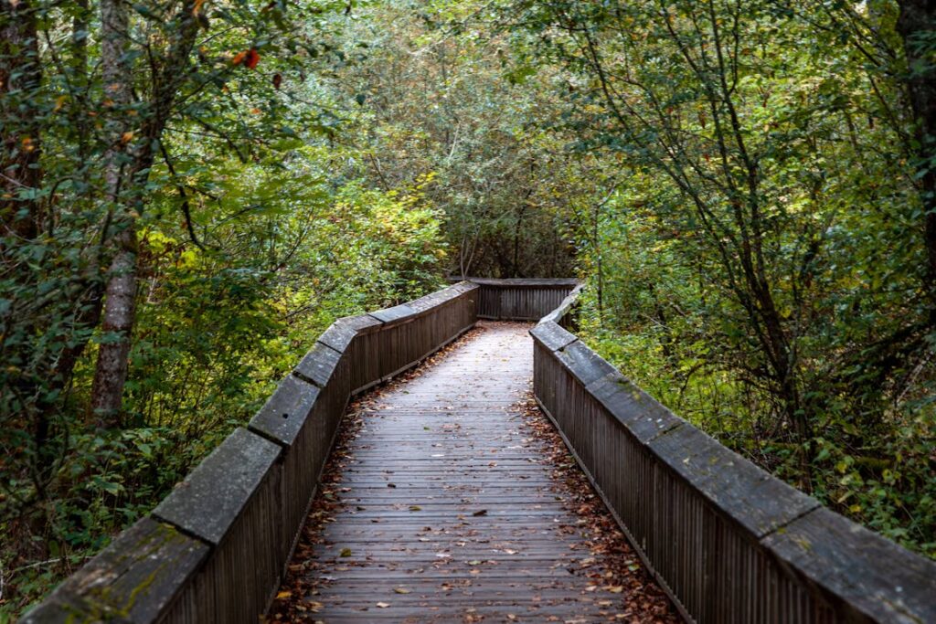 Serene pathway winds through a lush forest