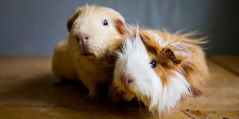 3. Guinea Pig