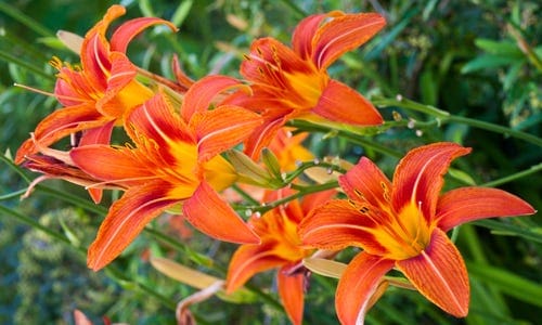 7. Daylily