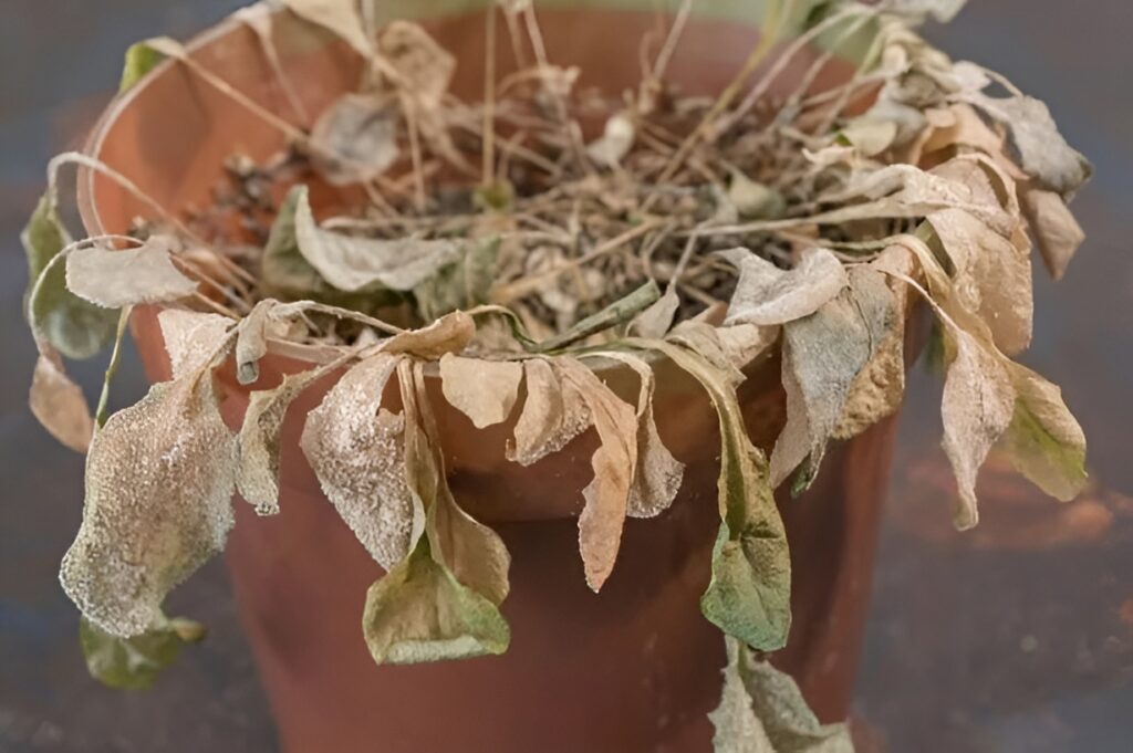 The Plant You Keep Forgetting To Water