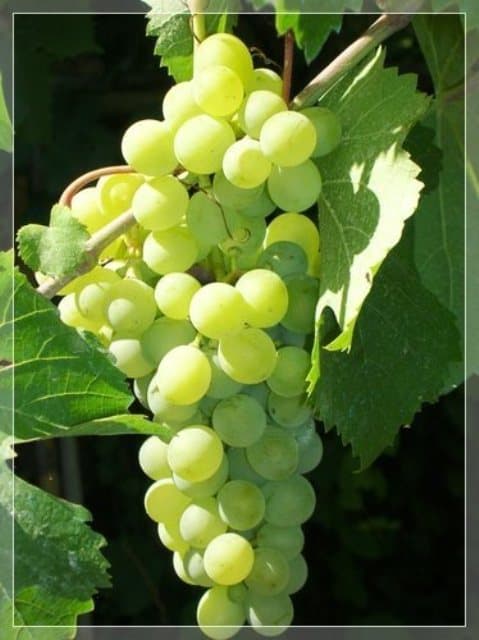 16. Grapes
