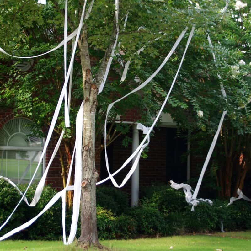 Tp Trees 1024x1024