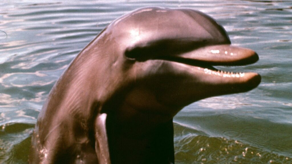 Flipper (1963) directed by james b. clark