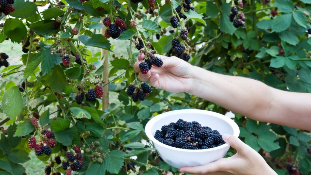 Xr:d:dafgerl1day:198,j:45839869978,t:23042508