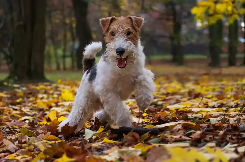 Wirefox terrier breed min
