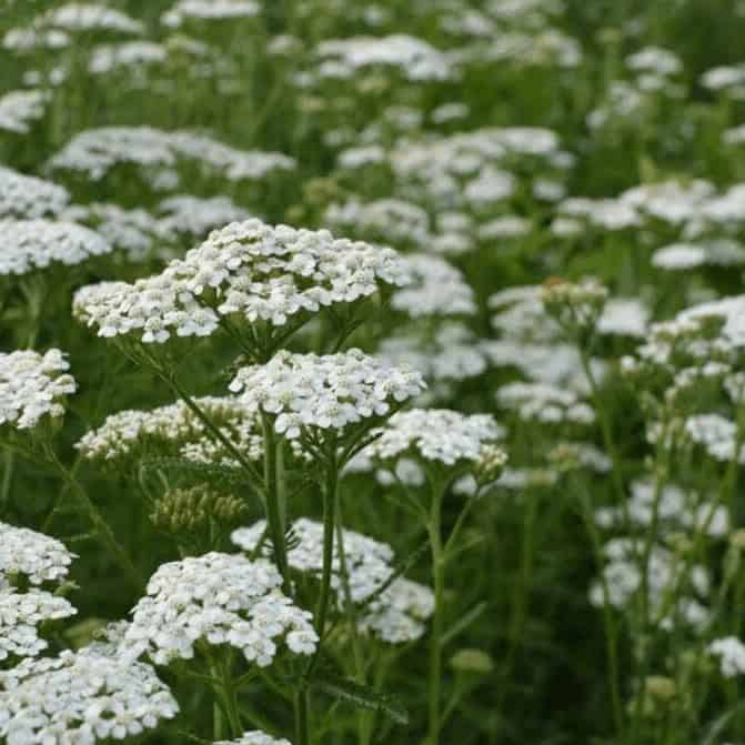 10. Yarrow