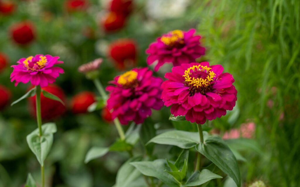 Zinnia (zinnia elegans)