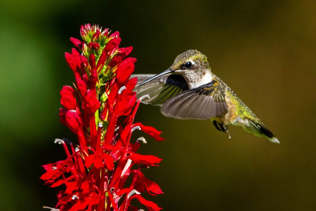 green and white humming bird flying over red flowers
