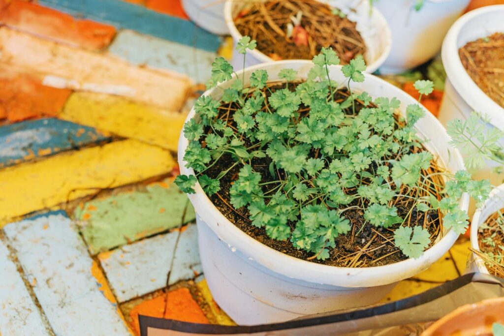 Fresh green herbs growing in a white pot on a colorful patio. Ideal for healthy lifestyle concepts.
