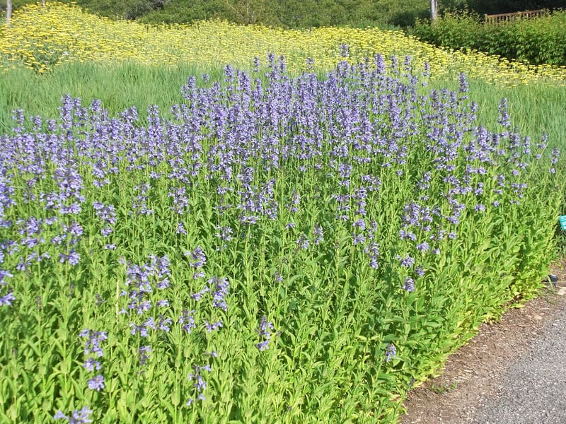 11. Catmint (Nepeta)
