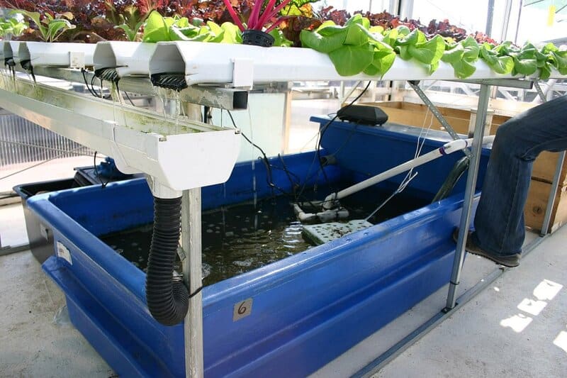 18. Aquatic Plants in Aquaponics