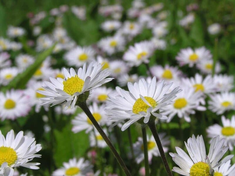 9. Shasta Daisy (Leucanthemum x superbum)