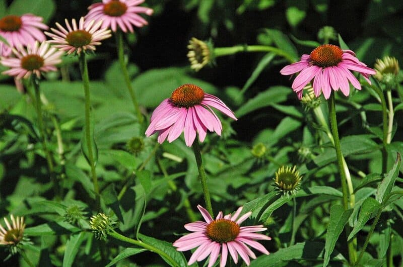 2. Coneflower (Echinacea)