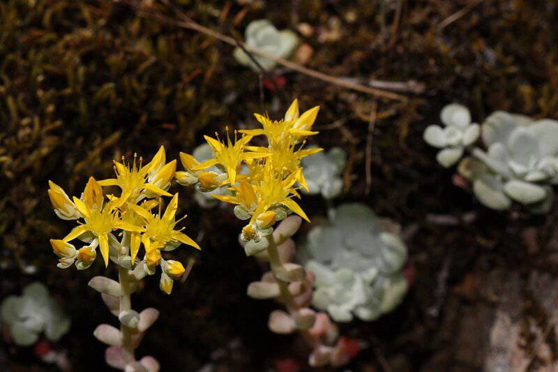 5. Sedum (Stonecrop)