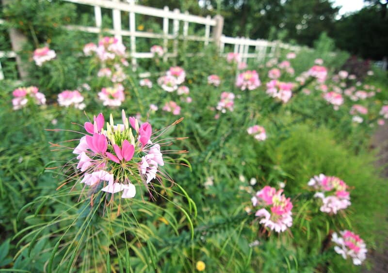 14731463857 7300f8cce8 b