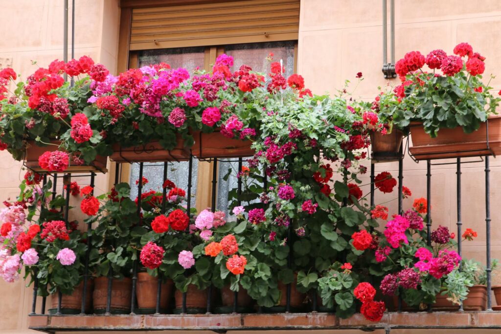 Vibrant geraniums in full bloom on a charming Spanish balcony.
