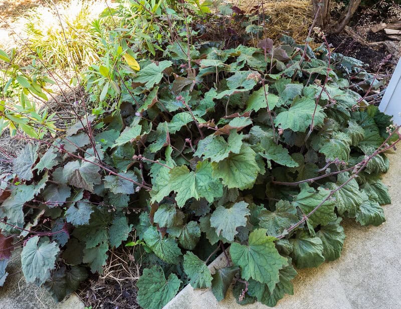 10. Coral Bells (Heuchera)