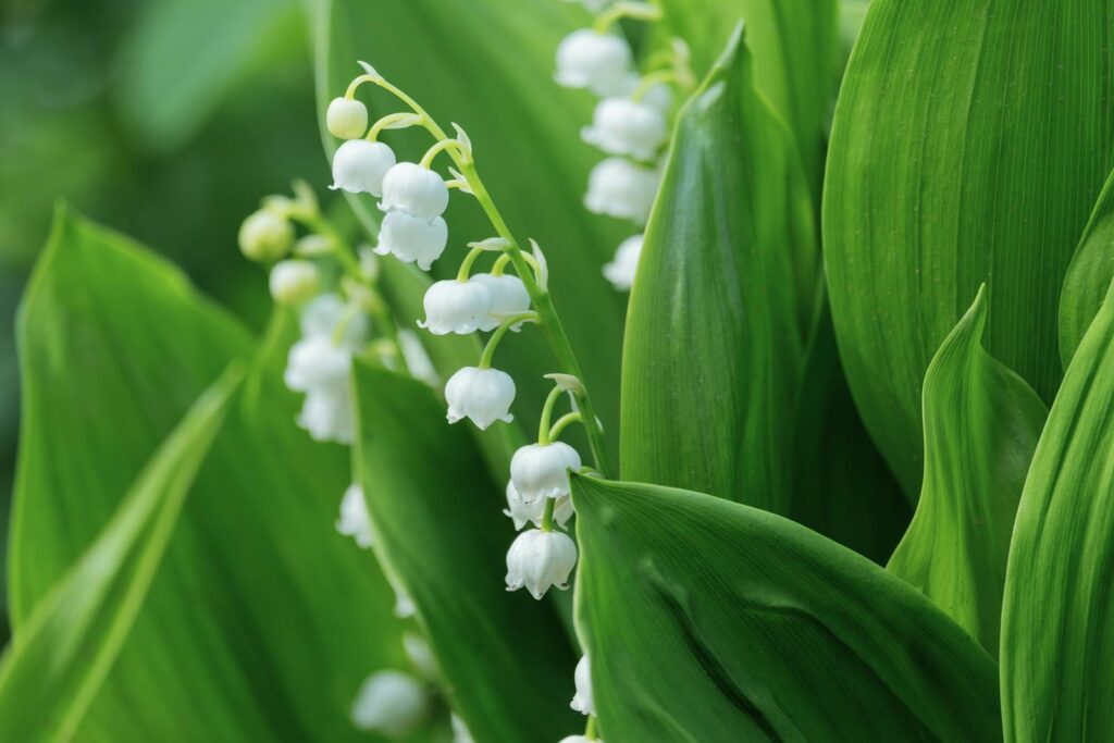 Close-up of lily of the valley flowers with lush green leaves, captured in spring.