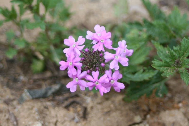 3602189972 e028639668 b