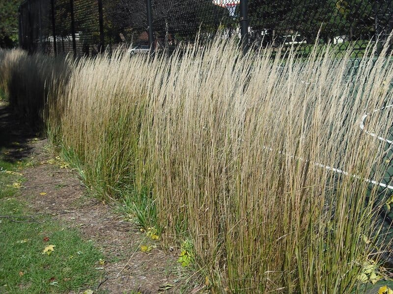15. Ornamental Grasses