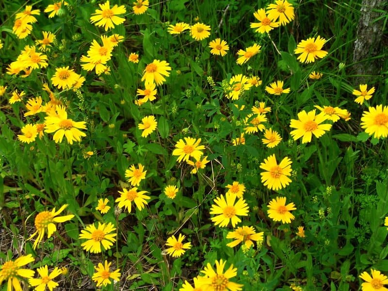 4575100971 61d7b628e3 b