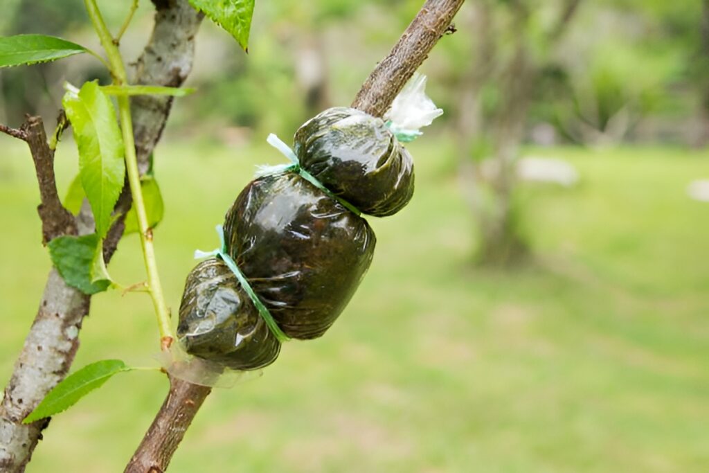 Air layering propagation